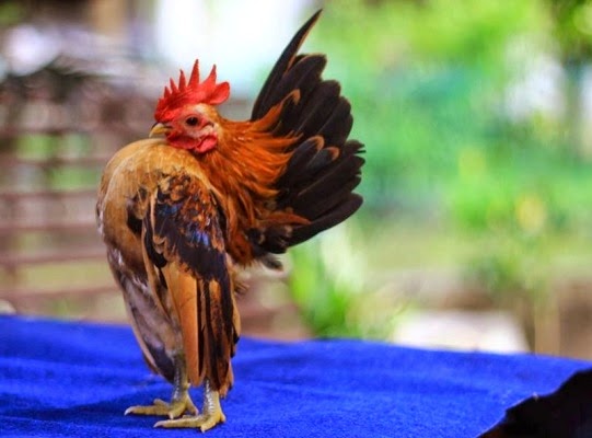 Ayam Serama ayam-serama-kontes