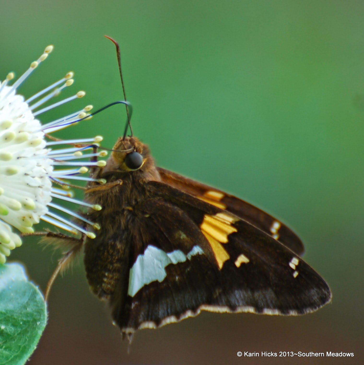 Southern Meadows: The Bodacious Button Bush skipper butterfly on button bush