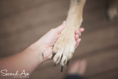 project 52 of 2013 | no faces © Second Ave Photography Food photographer, Food Photography, Virginia photographer, photoblog, project 52, pet photographer, pet photography, animal rescue, cupcakes, celebration, no faces, german shepherd, volunteer,