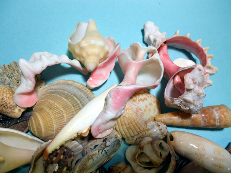 Del's Shells Seashells from Mexico!