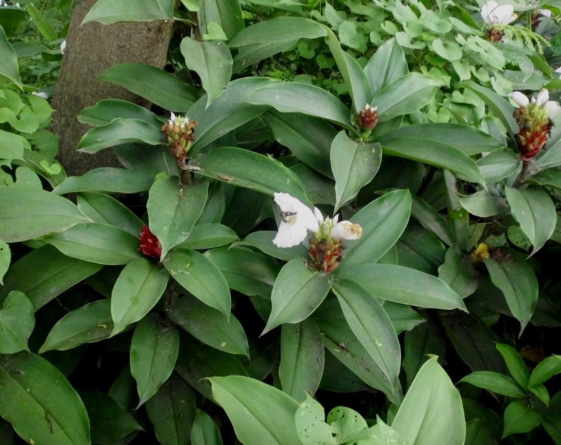 Indonesia Tourism: Pacing (Coctus sp.) Berkhasiat Obat Sekaligus