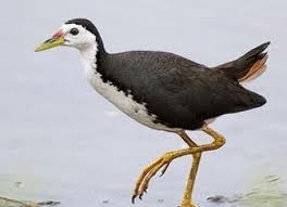 Desaku Bailangu Marepas Burung