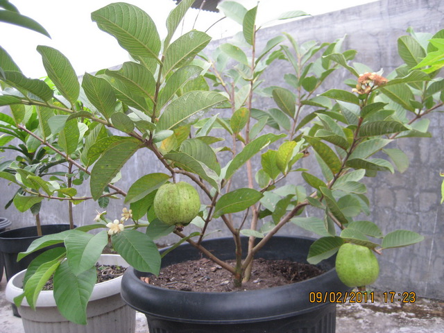 JHONARIP JUALAN BIBIT JAMBU BIJI ONLINE