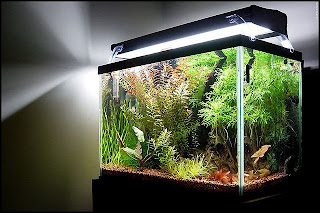 modern lighting systems for freshwater aquarium aquascape aquarium