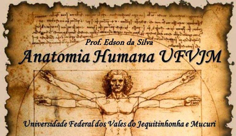 Anatomia Humana UFVJM - Prof. Edson da Silva