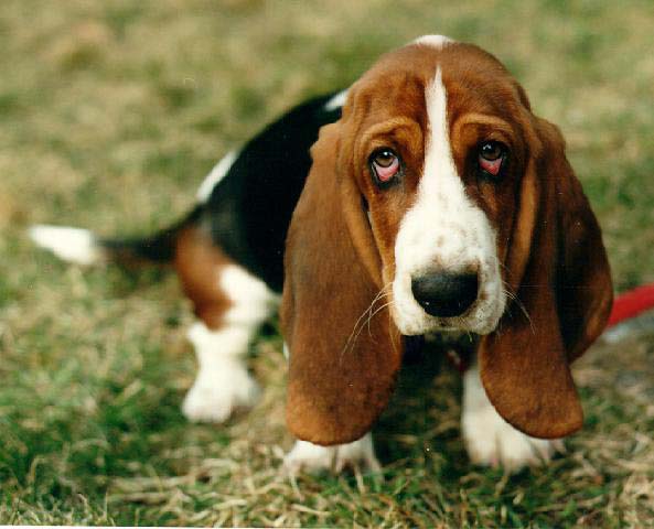 Basset Hounds Funny
