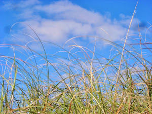 Dune Grass