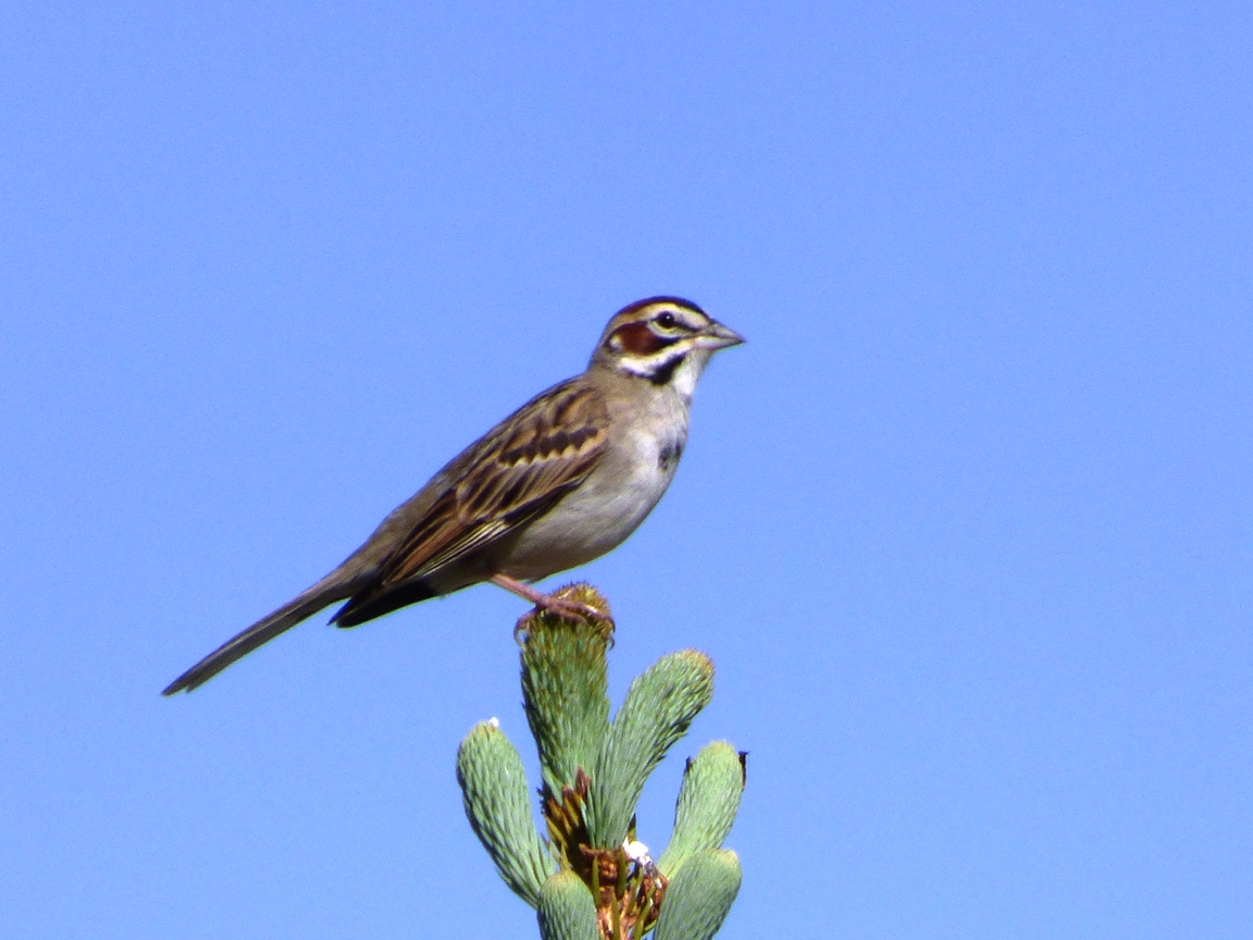 geotripper s california birds lark sparrow in the motel geotripper s california birds lark sparrow in the motel