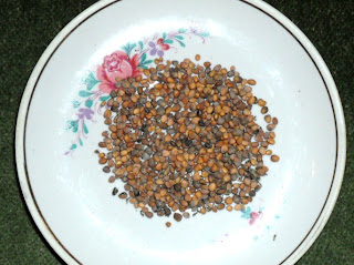 Редис Редис