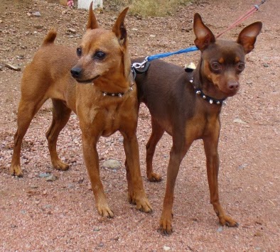 Miniature Pinscher Jual Peralatan Perlengkapan Dan Aksesoris