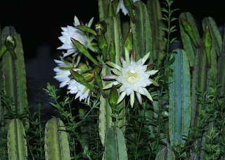 Mandacaru Mandacaru