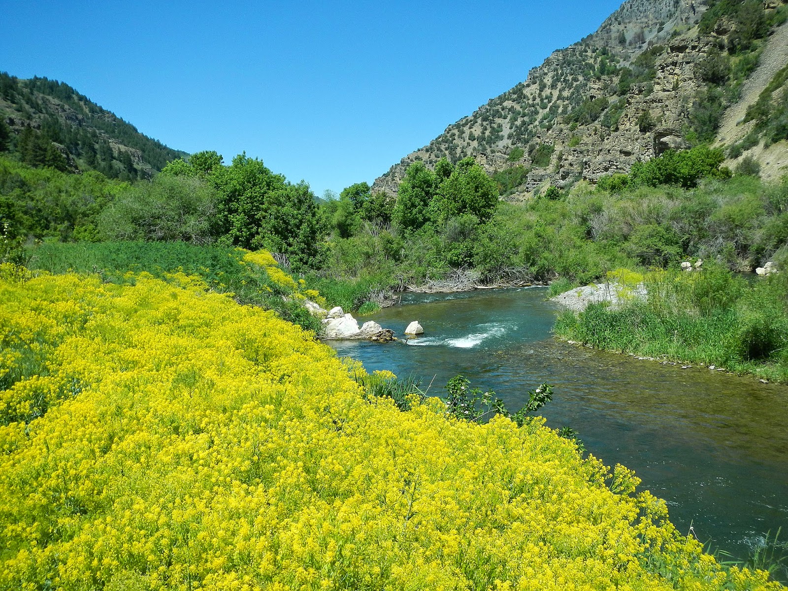 FORREST GLADDING Fly Fishing Blacksmith Fork