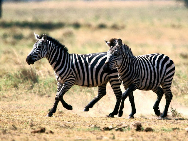 வர்ண மயமான விலங்குகள்! Zebra+1+%252810%2529