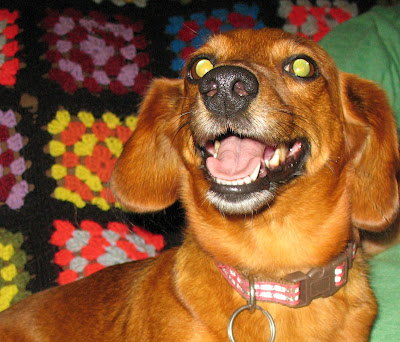 happy dachshund