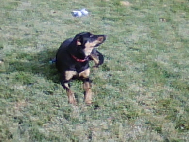 Spree, Scarecrow's Dog Spree, Scarecrow's Dog