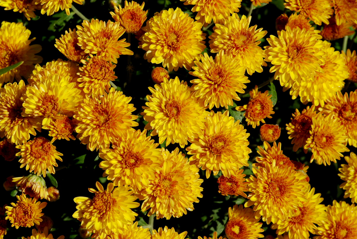 Common Garden Flowers rufino osorio: november 2012 Common Garden Flowers rufino osorio: november 2012