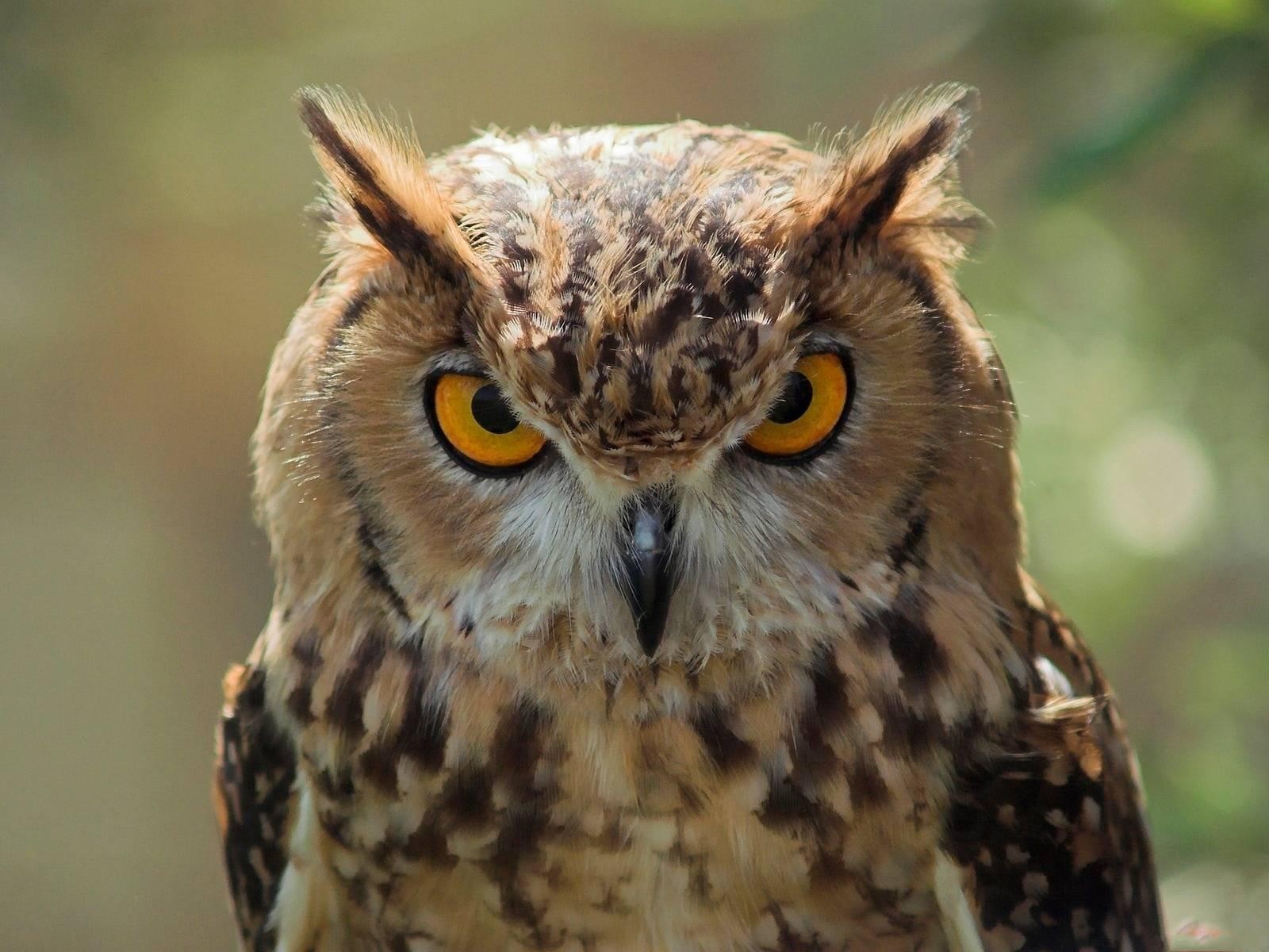 30 Stunning Owl Pictures That Will Inspire You – Themes Company