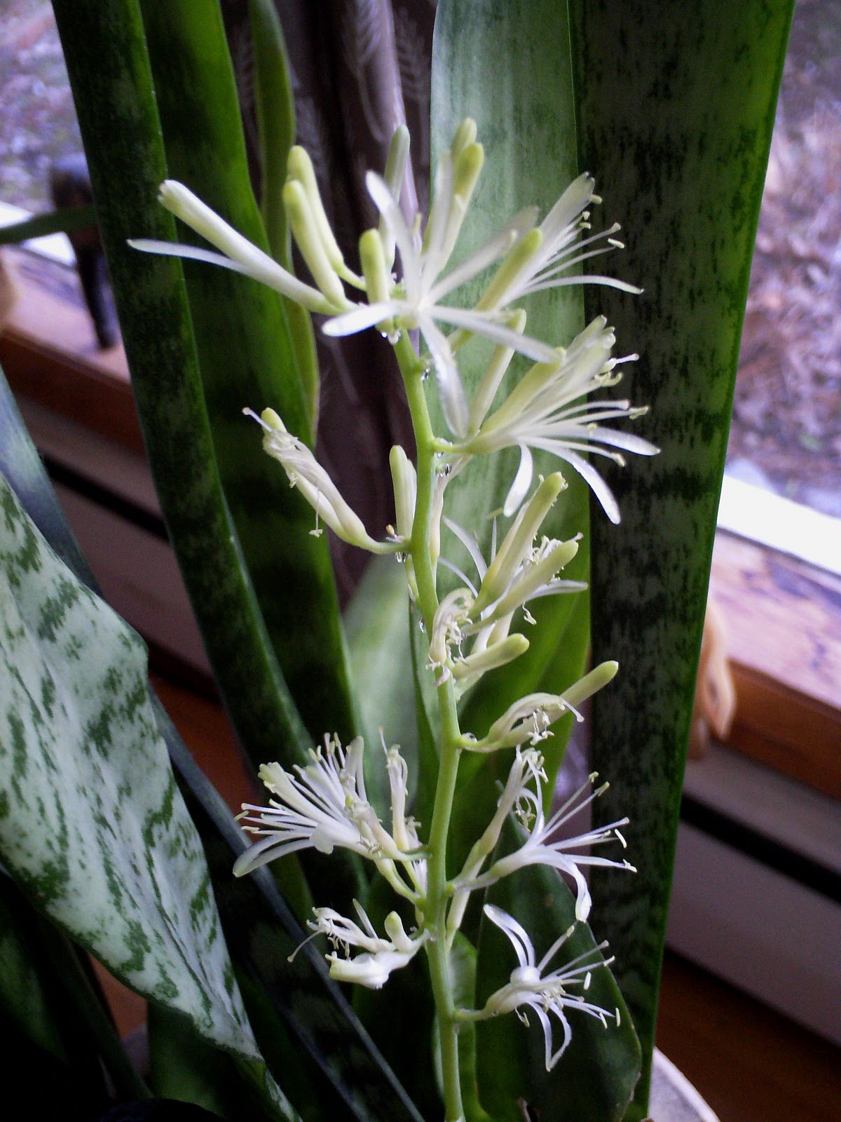 GlyphJockey by Lex10 Christmas Miracle Flowering Mother
