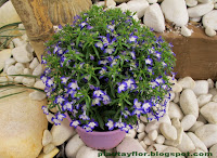 Lobelia erinus