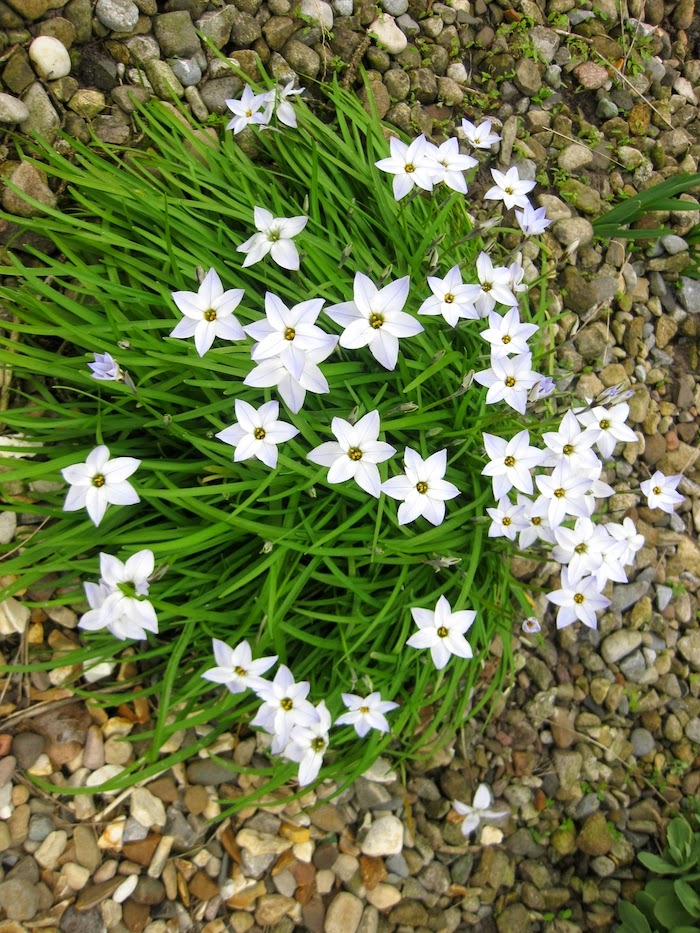 Roger Brook the no dig gardener How to grow ipheion?