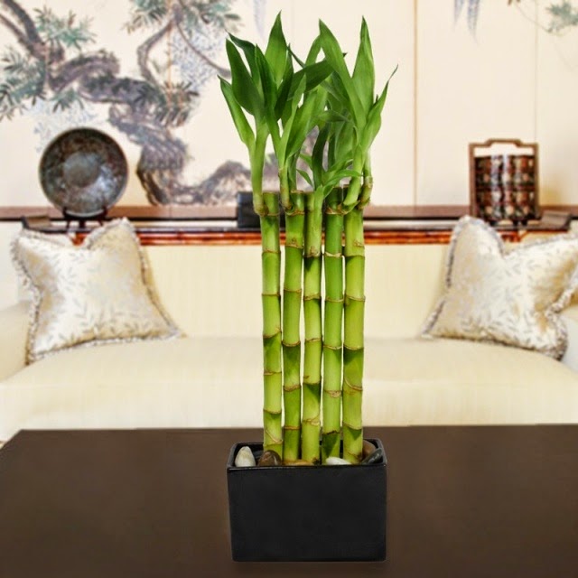 Lucky Bamboo Care Learn More About This Lucky Charm Houzz Home