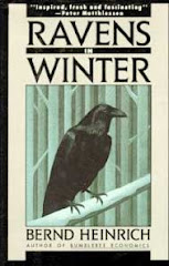 Ravens in Winter