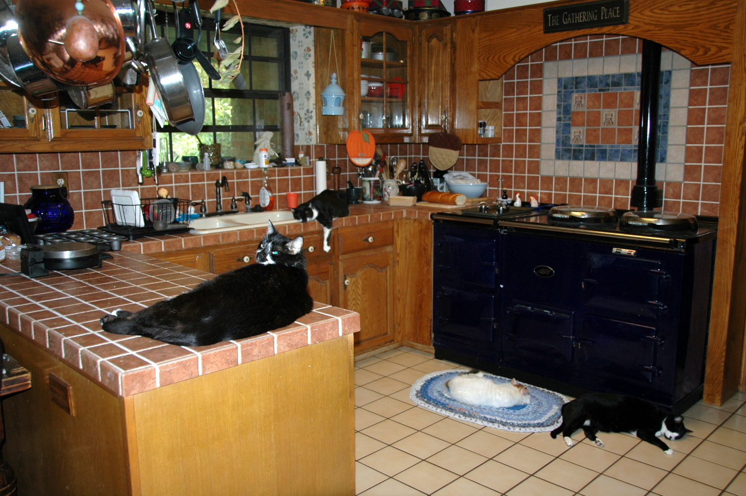 Older but better...? a kitchen full of lazy cats and a disappointing