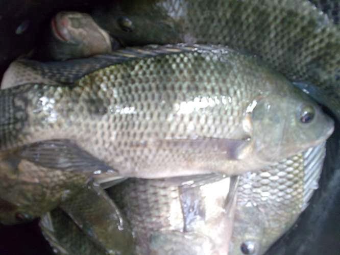 Contoh Bisnis Plan Ikan Nila Contoh U