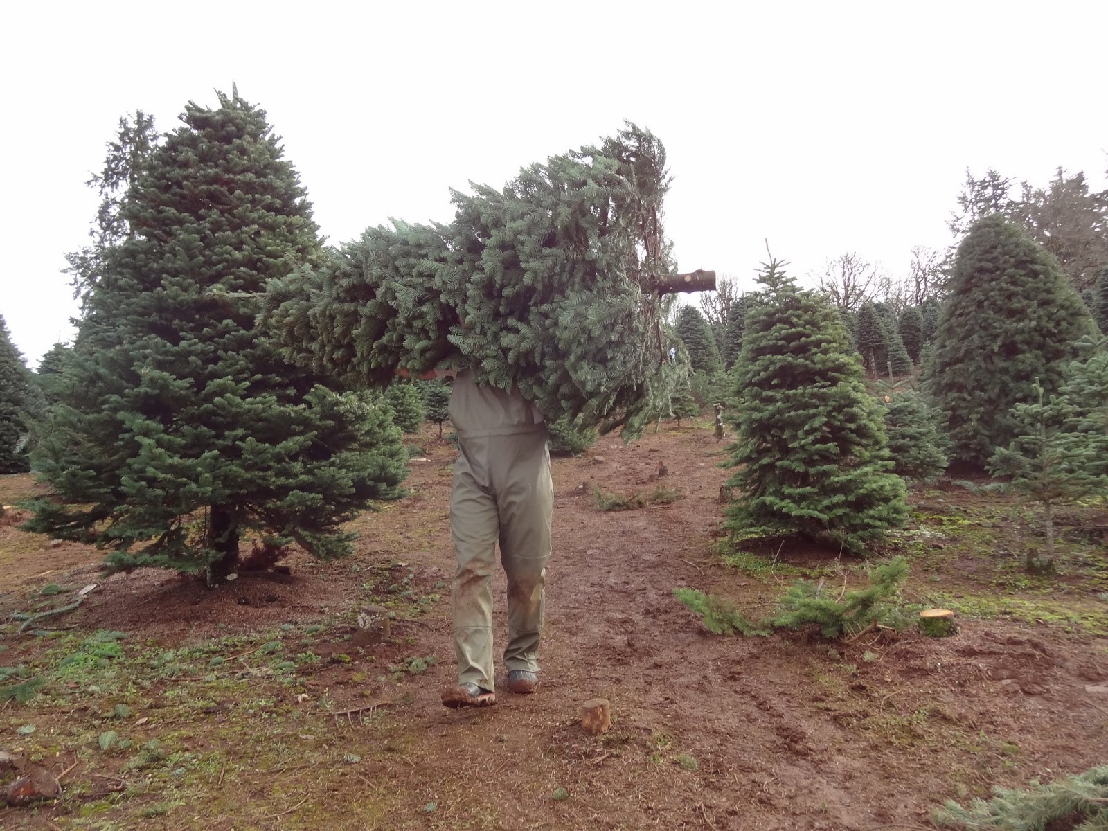 Happy Holidays - Everyday Obscurity