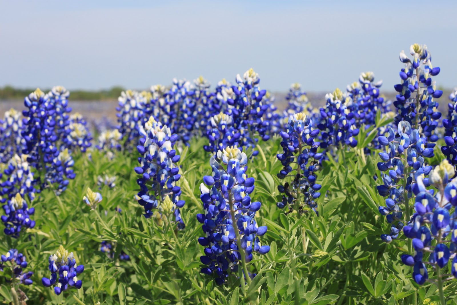 Our Kooky Life: The Texas State Flower - Bluebonnet