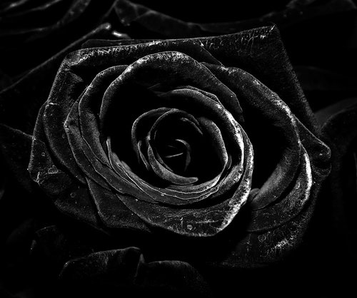 BLACK ROSE 1 