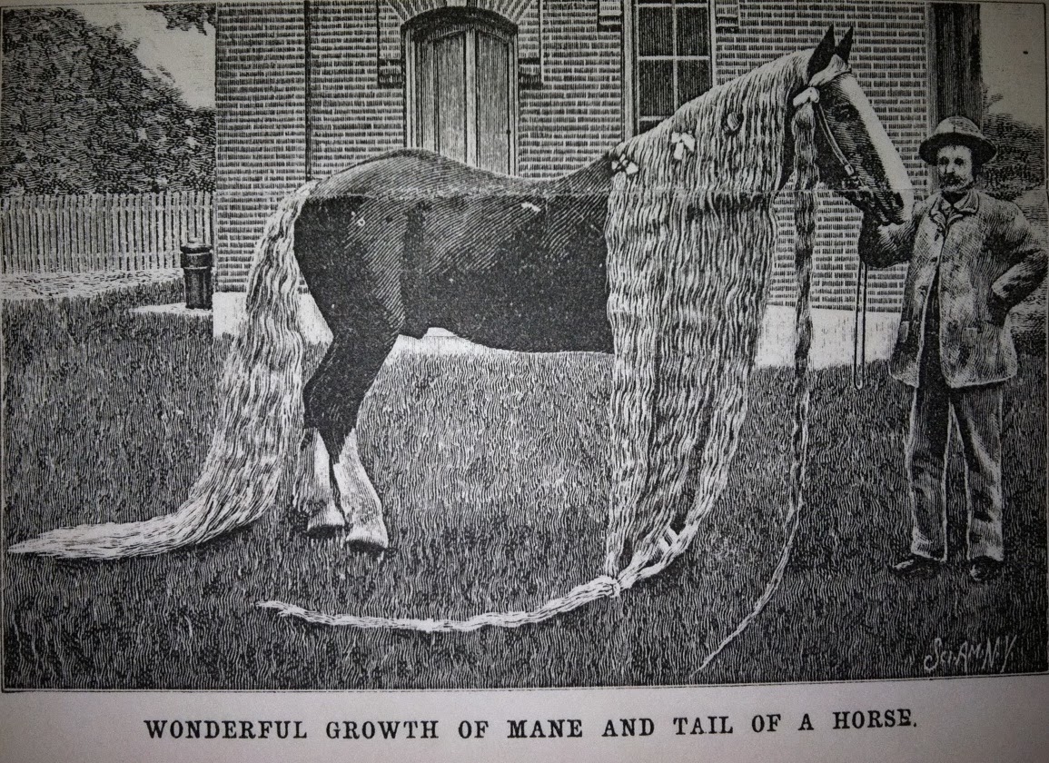 American Folk Art @ Cooperstown: The Horse with the Longest Hair in the  World