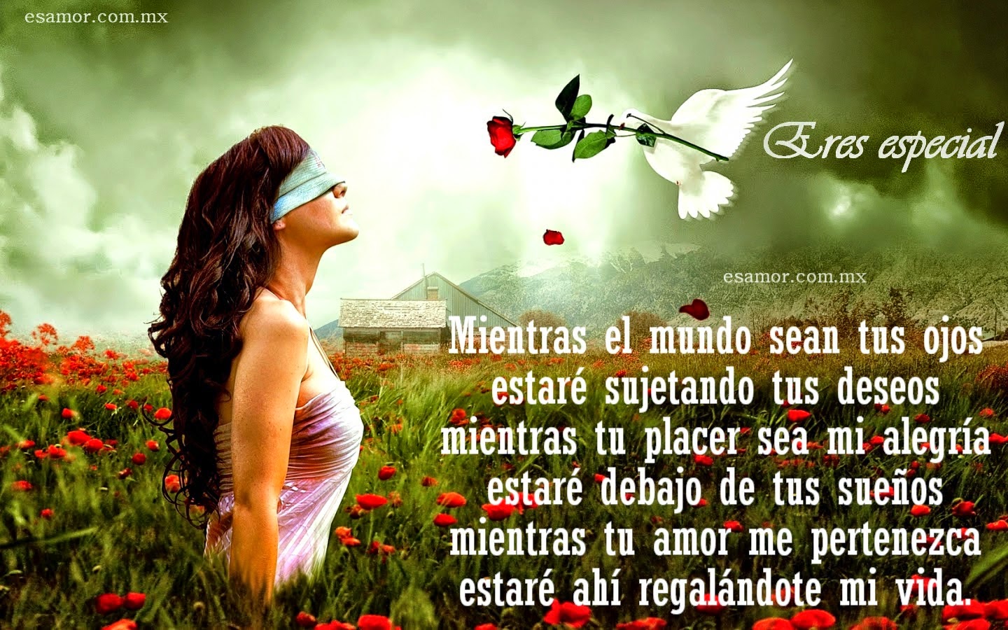 chat en vivo amarres de amor