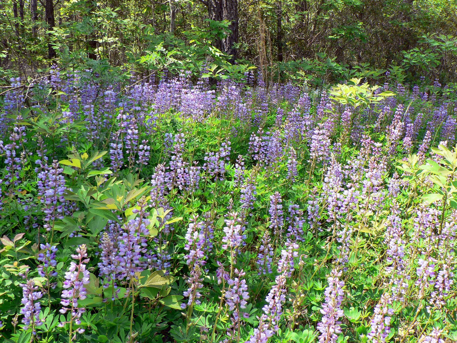 SwampThings Lupines in Bloom