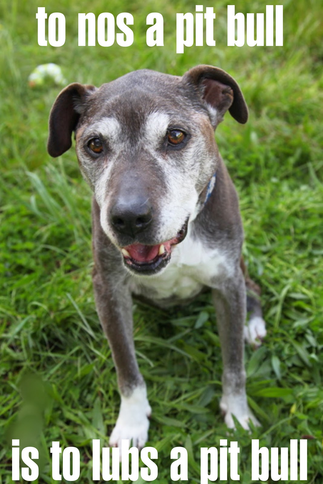 Pitter Patter IT'S PIT BULL AWARENESS DAY!