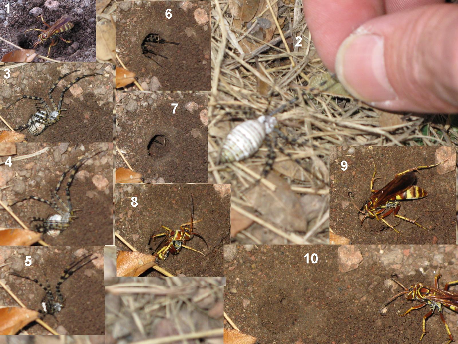 Tarantula Hawk Wasp vs. Orb Spider