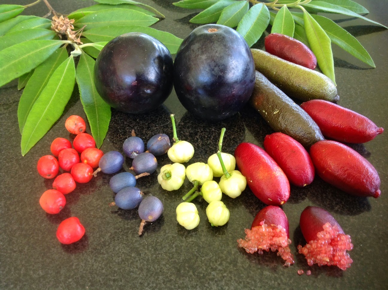 Daleys Fruit Tree Blog March 2015