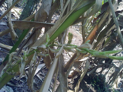 Cardamom Plants