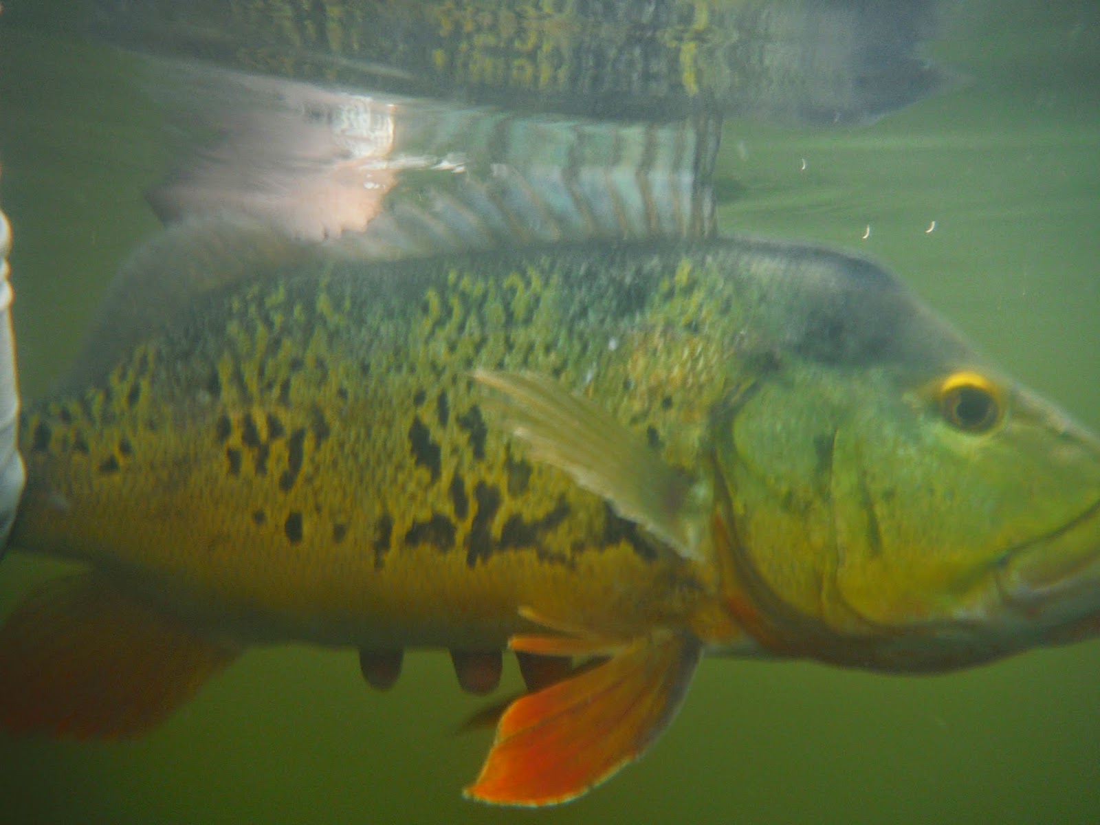 Fly Fishing the West with Howard Fly Fishing For Peacock Bass In