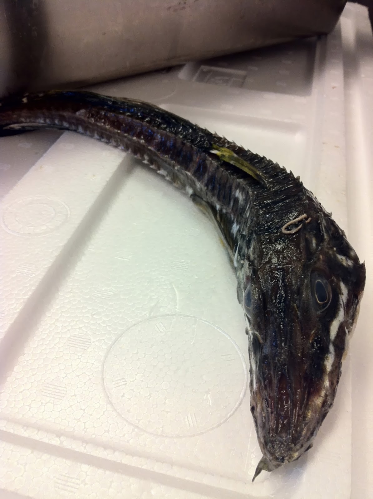 Hakkaku (sailfin poachers)