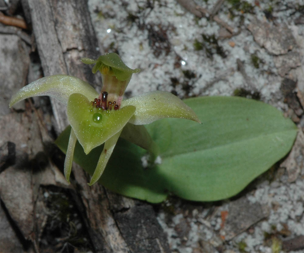 The Nature of Robertson Orchids Flying Ducks and Leek Orchids, as