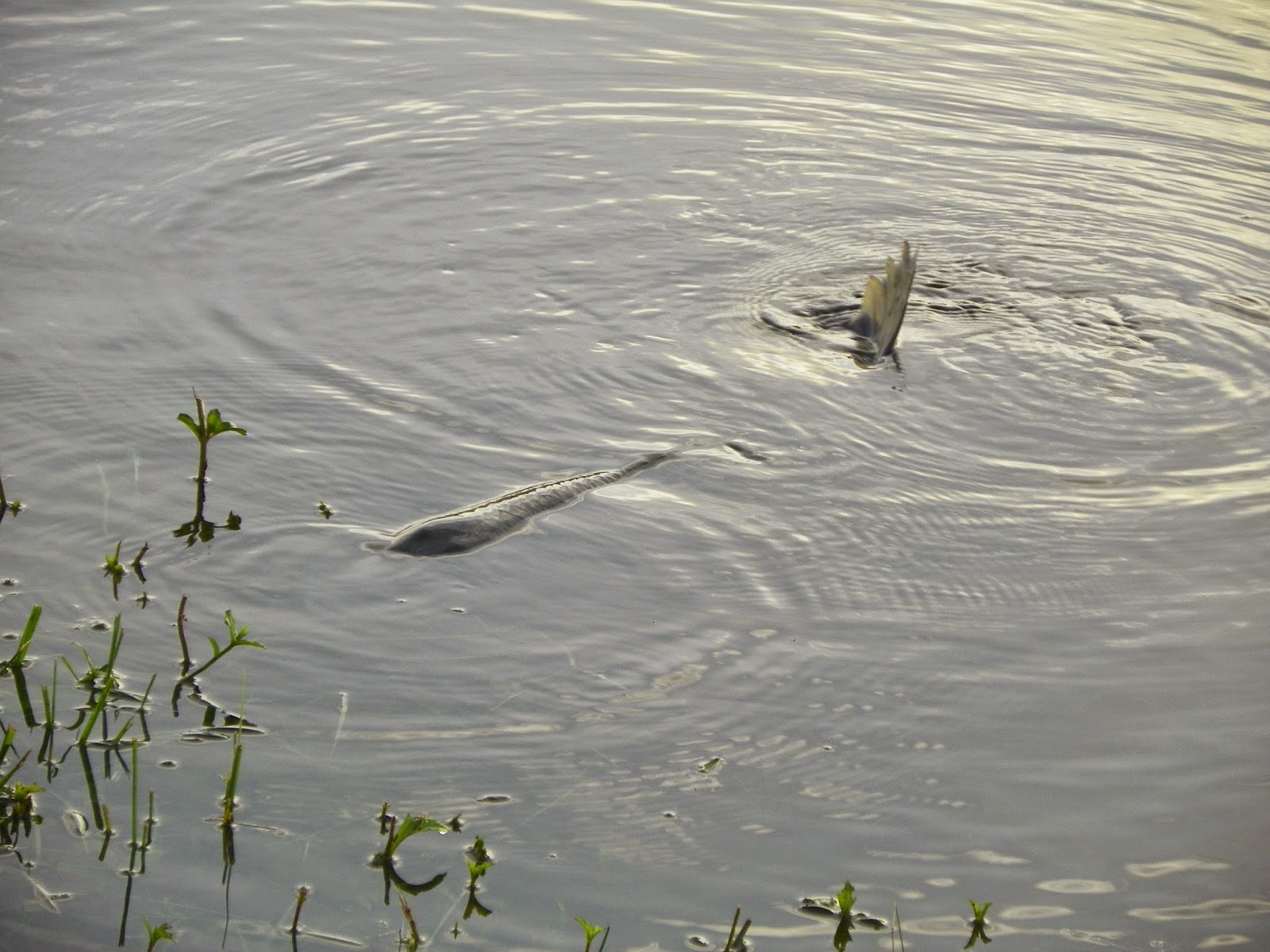 Simply Living Weedeating fish cleaned our lake