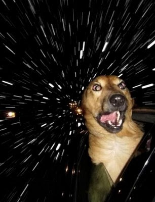 Animal Funny Picture