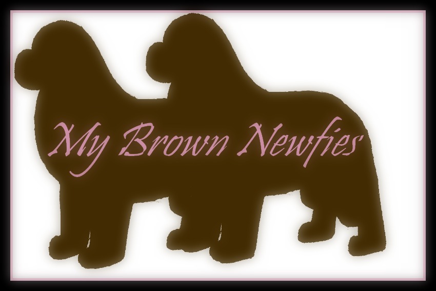 My Brown Newfies Fun Page