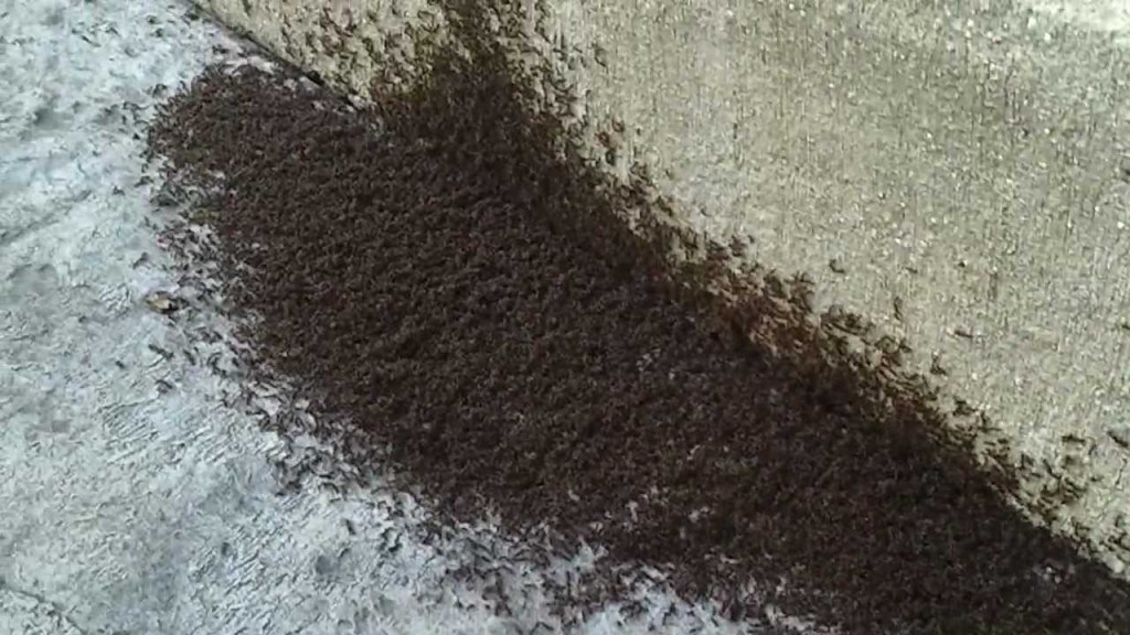 Tapinoma Sessile Ant Infestation In House House Information Center