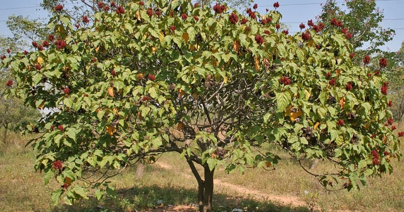 KESUMBA KELING (Bixa orellana) Eny Prasetyo KESUMBA KELING (Bixa orellana) Eny Prasetyo