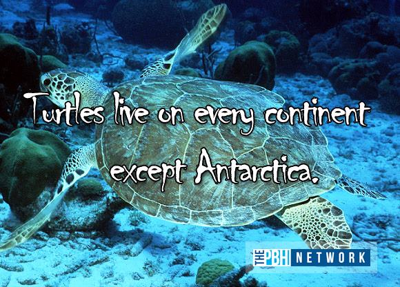 Amazing Creatures: 10 Amazing facts about ocean animals (10 pics)