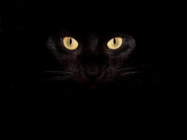 кошка лижет ноги примета. Смотреть фото кошка лижет ноги примета. Смотреть картинку кошка лижет ноги примета. Картинка про кошка лижет ноги примета. Фото кошка лижет ноги примета