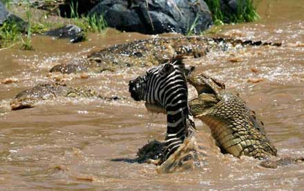 behaviour of Crocodile