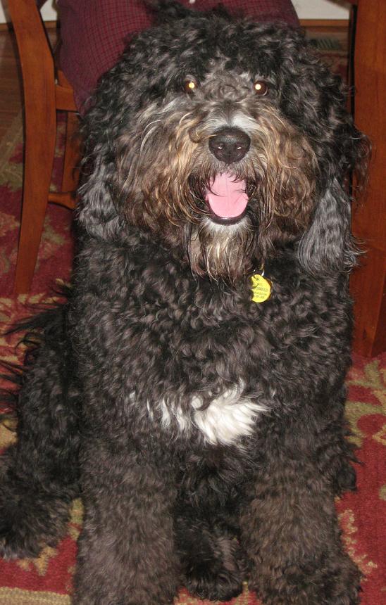bernese poodle mix puppies breeds bernedoodle bernese poodle hybrid bernese poodle mix puppies breeds bernedoodle bernese poodle hybrid